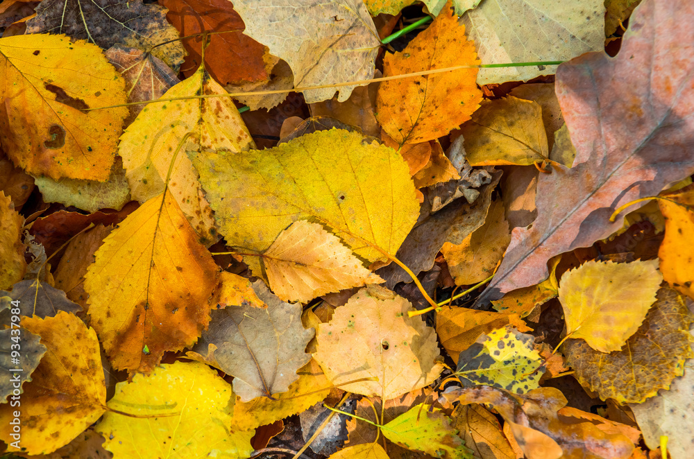 Background of autumn yellow leaves Background of autumn yellow leaves