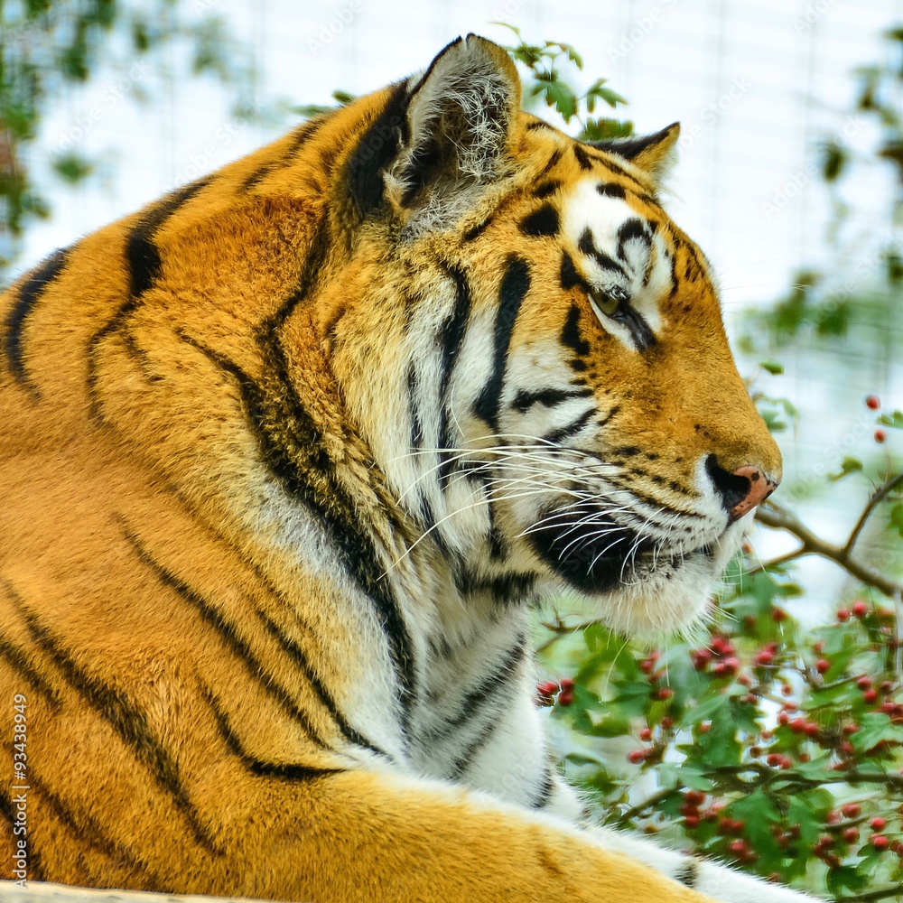 Fototapeta premium Tiger