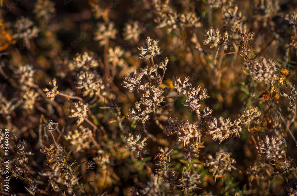 dry grass in the autumn of thyme