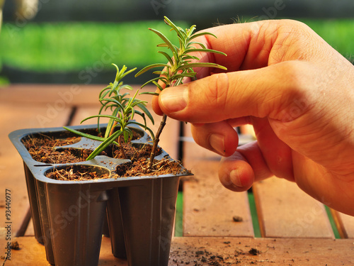 how to propagate rosemary photo