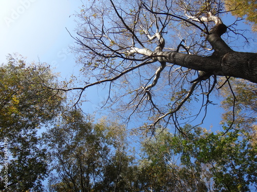 Верхушки деревьев с желтыми листьями в осенний солнечный день