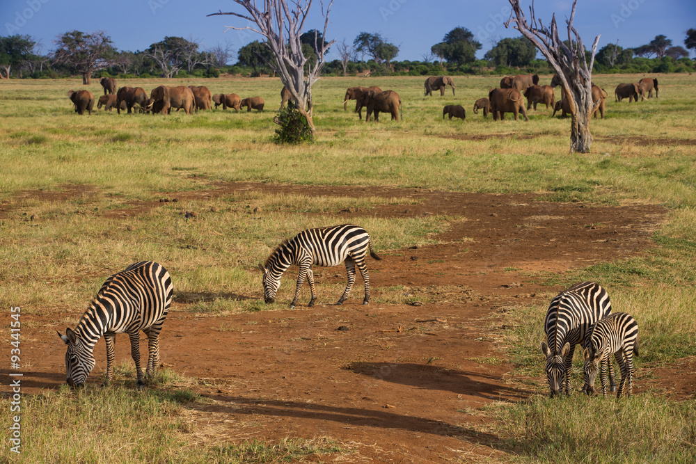 Obraz premium Zebras and elephantes on the african savannah