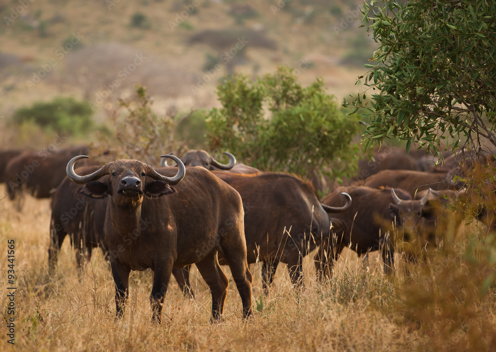 Herd of buffalos on african savannah
