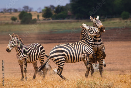 Fototapeta Naklejka Na Ścianę i Meble -  Faithing zebras on african savannah