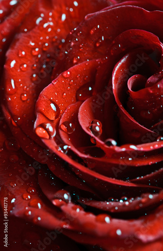 beautiful rose with water drops