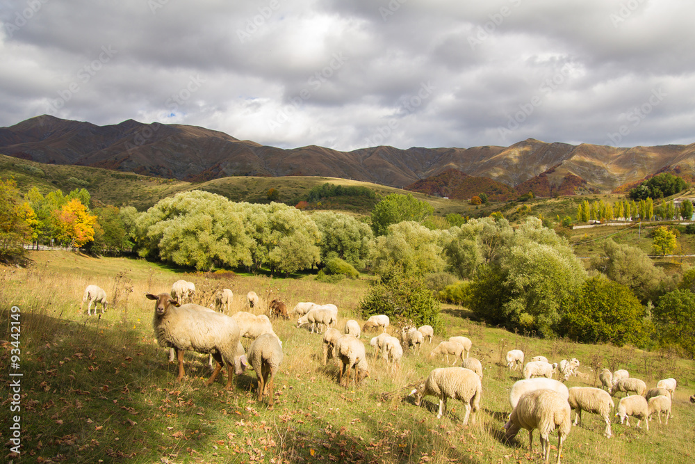 Pecore al pascolo nell'appennino abruzzese