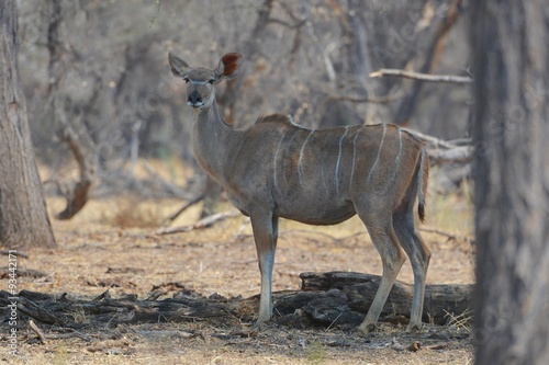 Kudu (Strepsicerus) in Namibia