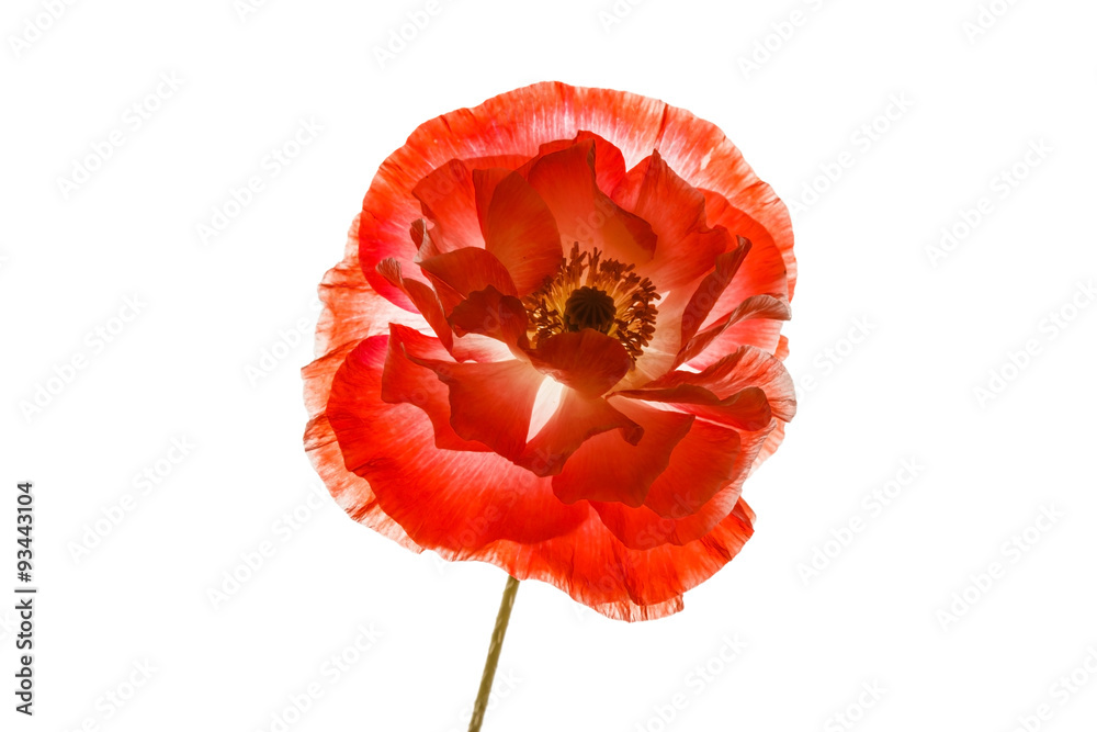 Obraz premium poppy isolated on the white