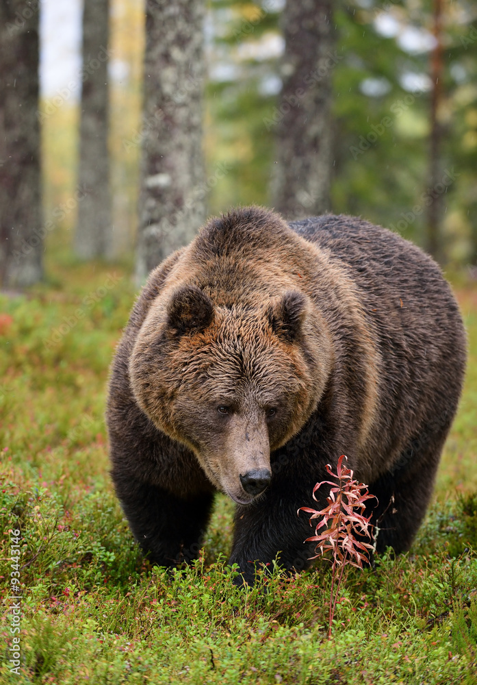 big brown bear in forest in the autumn big brown bear in forest in the autumn