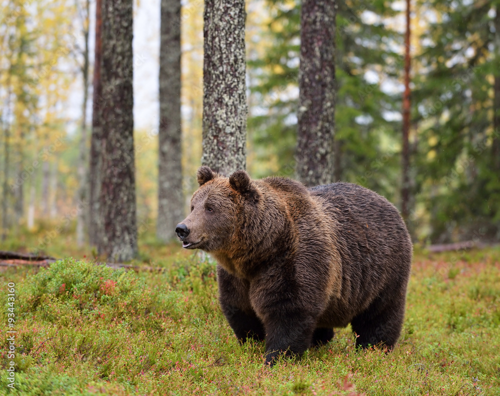 bear in autumn forest