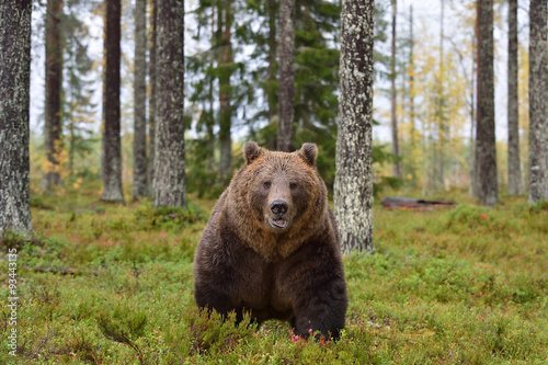 male bear in forest © Erik Mandre