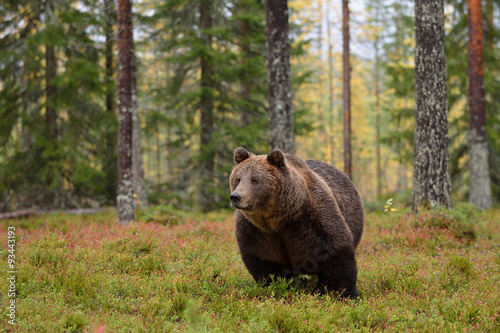 massive male bear in forest in the rain © Erik Mandre