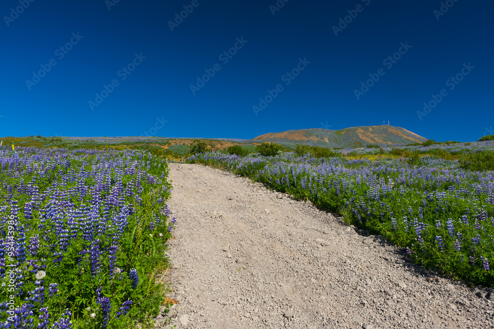 Fototapeta premium Lupin and mountains