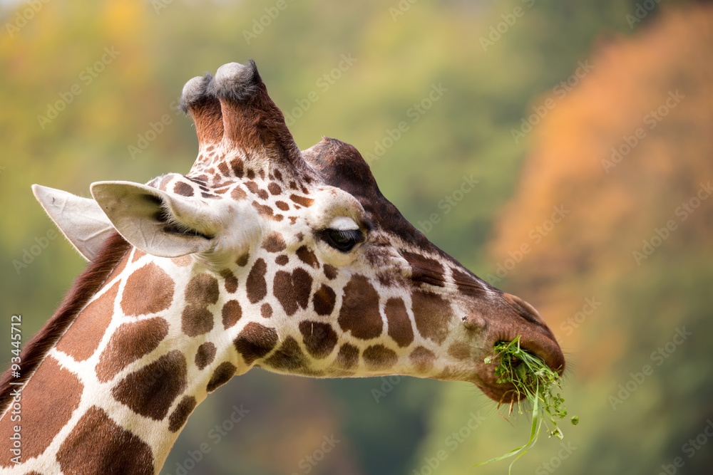 Obraz premium young cute giraffe grazing