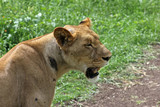 Lioness in the Safari, Nature Park Casela, Mauritius