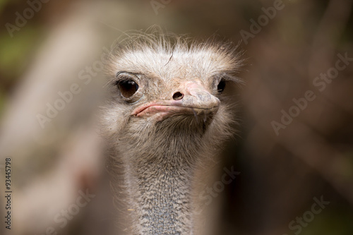 Ostrich Struthio camelus, in Namibia © ArtushFoto