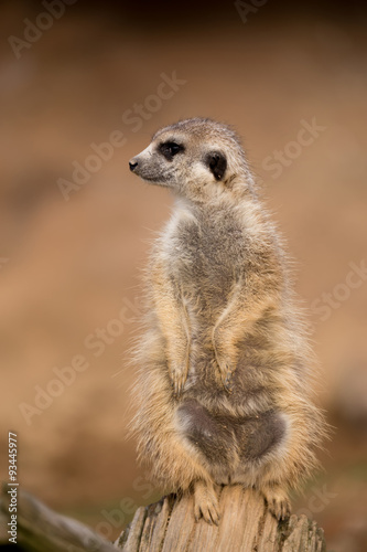 female of meerkat or suricate © ArtushFoto
