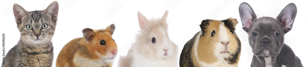 Obraz premium Hund,Katze,Nager,Haustiere in einer Reihe vor weißem Hintergrund