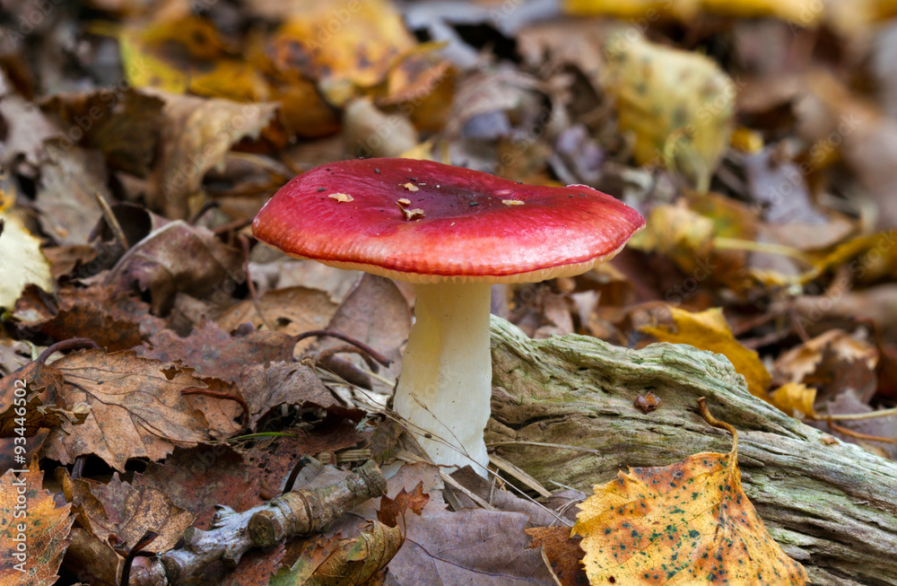 Emetic russula (Russula emetica), also known as the Sickener, between fallen leaves Emetic russula (Russula emetica), also known as the Sickener, between fallen leaves
