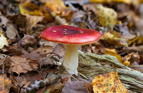 Emetic russula (Russula emetica), also known as the Sickener, between fallen leaves