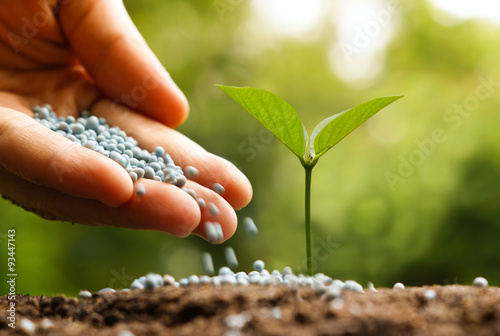 Obraz na plátne hand giving chemical fertilizer to a young baby plant