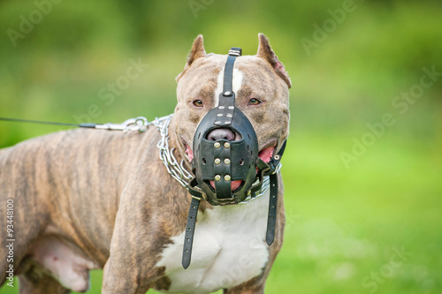 Canvas Print American staffordshire terrier dog wearing a muzzle