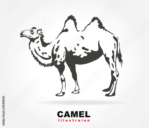 Bactrian camel