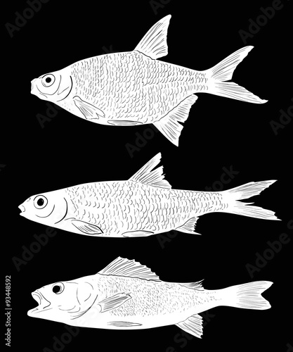 set of three white freshwater fishes on black