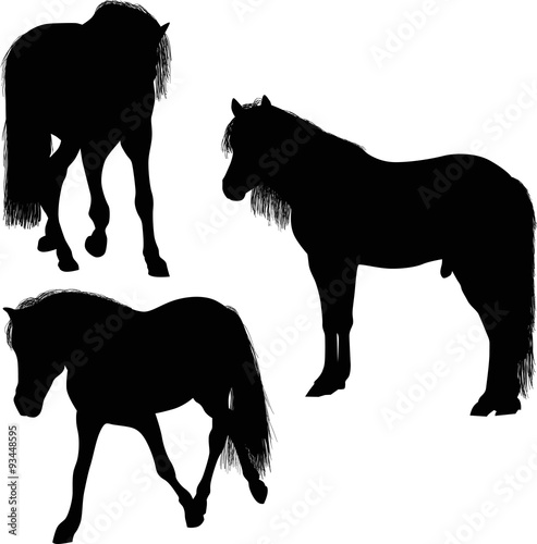 three black horses isolated on white