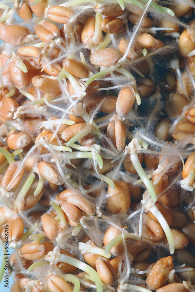 wheat germ wheat germ