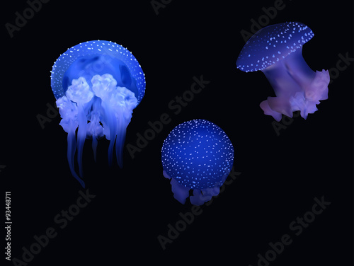 three blue jellyfishes isolated on black background