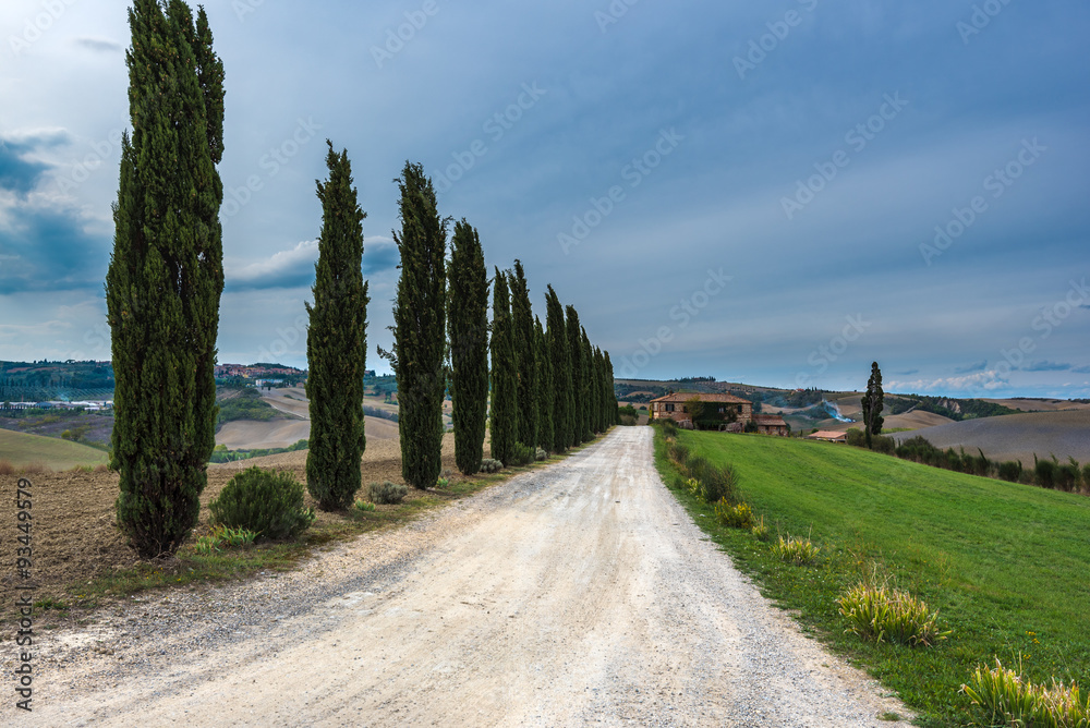 Cypresses on the road