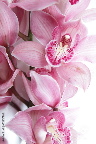 Tropical pink orchid isolated over white background