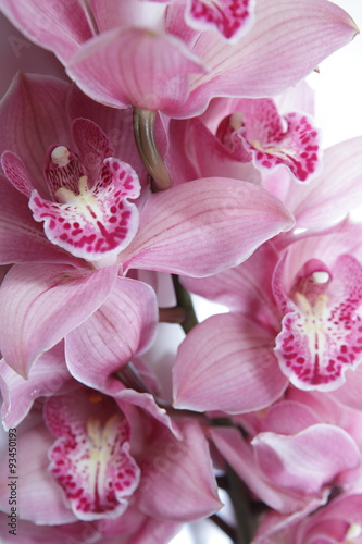 Tropical pink orchid isolated over white background