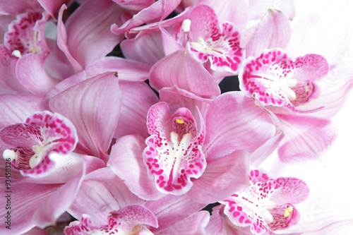 Fototapeta Naklejka Na Ścianę i Meble -  Tropical pink orchid isolated over white background