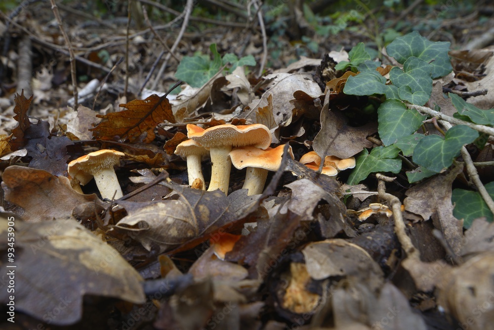 Hydnum rufescens, Terracotta Hedgehog Hydnum rufescens, Terracotta Hedgehog