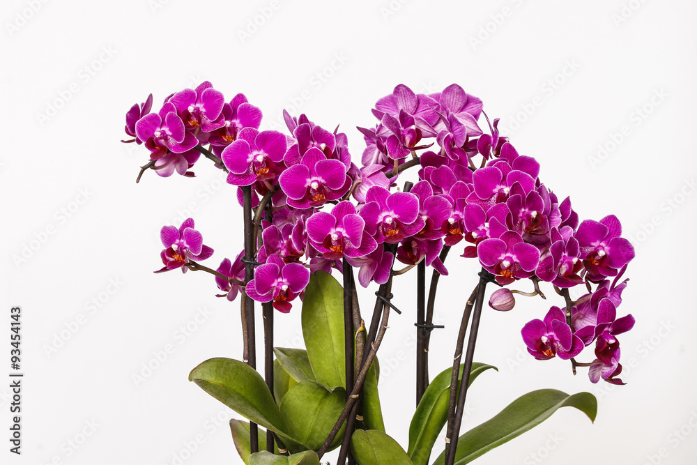 Fototapeta premium Beautiful pink orchid flowers isolated