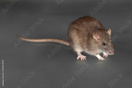 brown domestic rat closeup