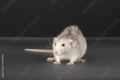 young domestic rat