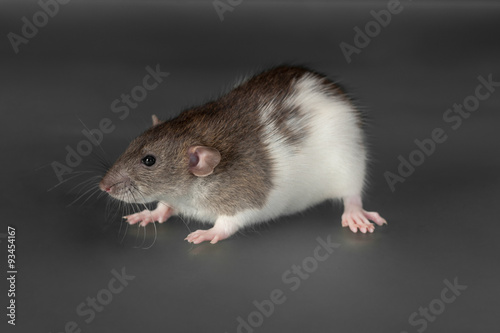 domestic rat close up