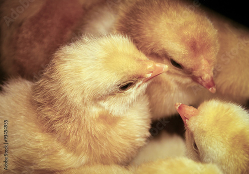 Young chicken close-up