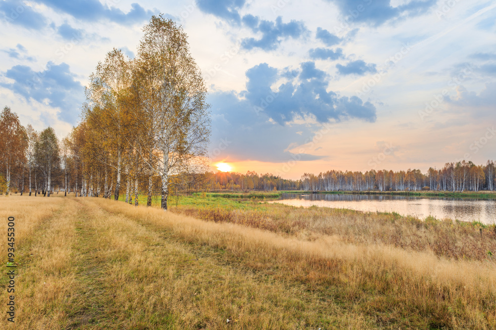 Obraz premium golden fall dawn, before sunrise in the field, russian nature, birches