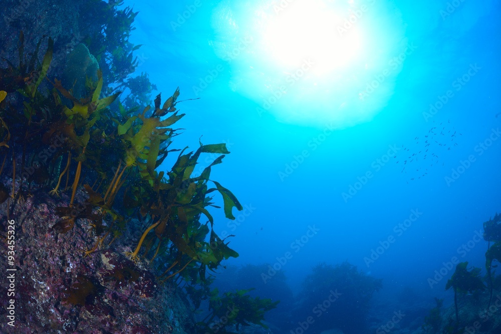 Fototapeta premium 葉山芝崎の海