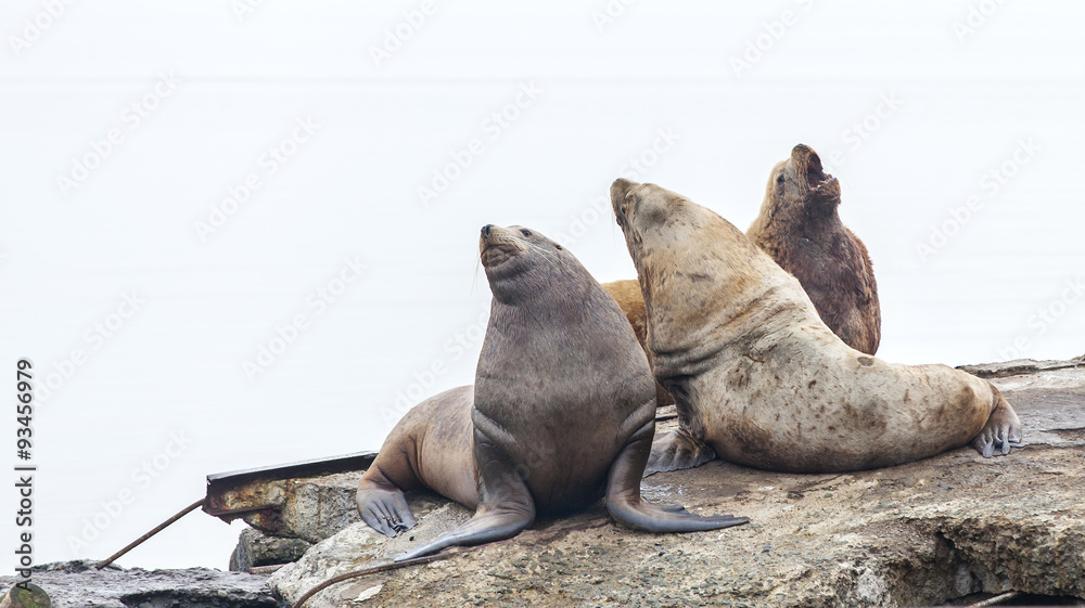 Fototapeta premium Eared seals on a rookery on Kamchatka