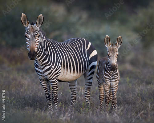 Fototapeta Przylądek zebra zebra (Equus zebra) klacz i źrebię, Halnej zebry park narodowy, Południowa Afryka, Afryka
