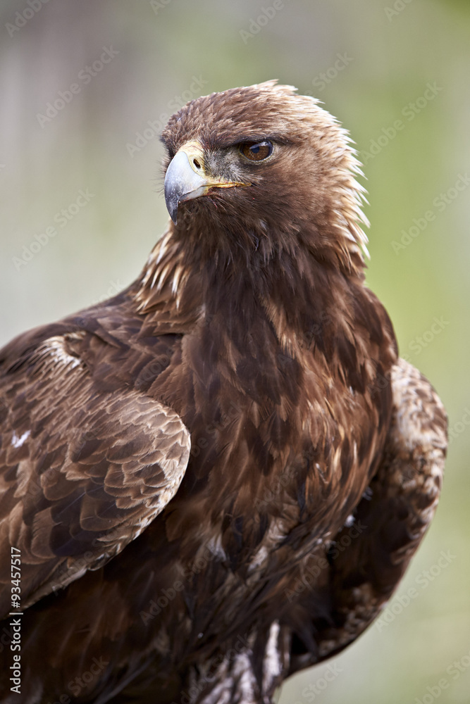Golden eagle (Aquila chrysaetos), Yellowstone National Park, Wyoming Golden eagle (Aquila chrysaetos), Yellowstone National Park, Wyoming