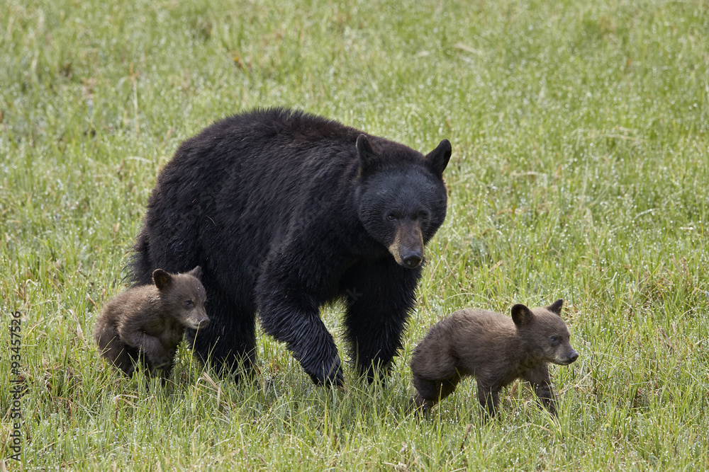 Black bear (Ursus americanus) sow and two chocolate cubs of the year or spring cubs, Yellowstone National Park, Wyoming Black bear (Ursus americanus) sow and two chocolate cubs of the year or spring cubs, Yellowstone National Park, Wyoming