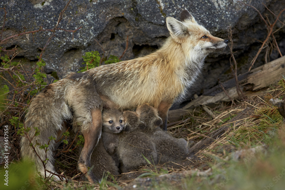 Red fox (Vulpes vulpes) (Vulpes fulva) vixen nursing her kits, Yellowstone National Park, Wyoming Red fox (Vulpes vulpes) (Vulpes fulva) vixen nursing her kits, Yellowstone National Park, Wyoming