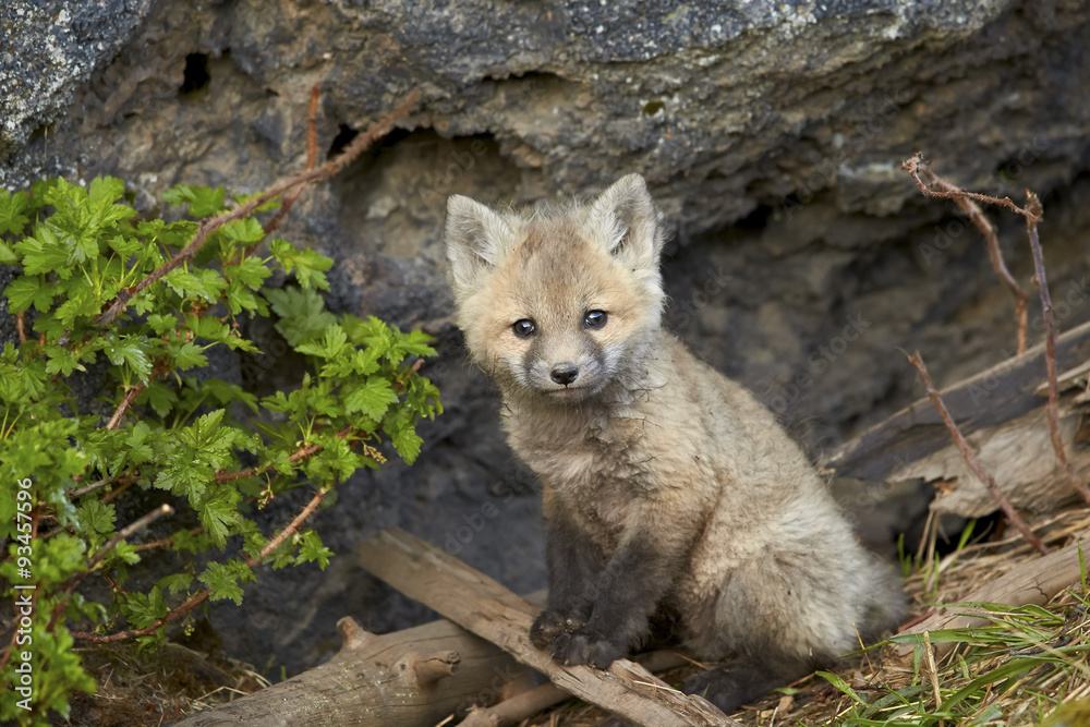 Red fox (Vulpes vulpes) (Vulpes fulva) kit posing, Yellowstone National Park, Wyoming Red fox (Vulpes vulpes) (Vulpes fulva) kit posing, Yellowstone National Park, Wyoming
