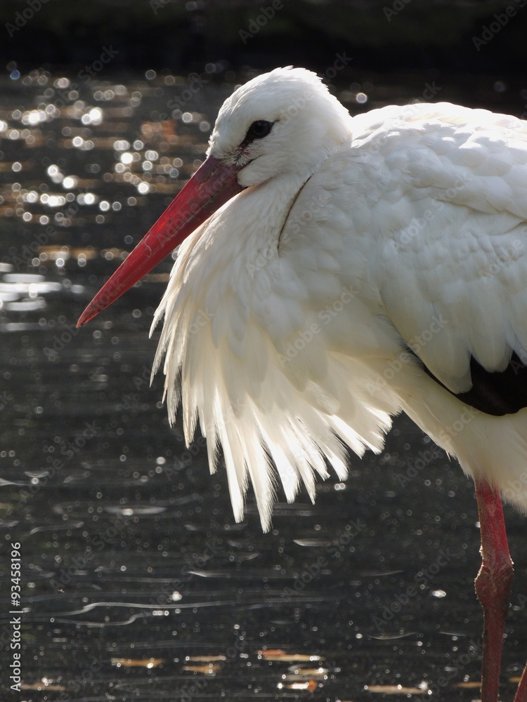 Weißstorch StockFoto Adobe Stock